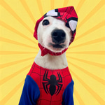 PETE Coin: MEME Coin of Peter Barker the Spider Dog