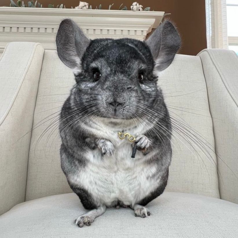 PHILLY MEME Coin: Meet Phil E Chinchilla, #1 on Instagram!