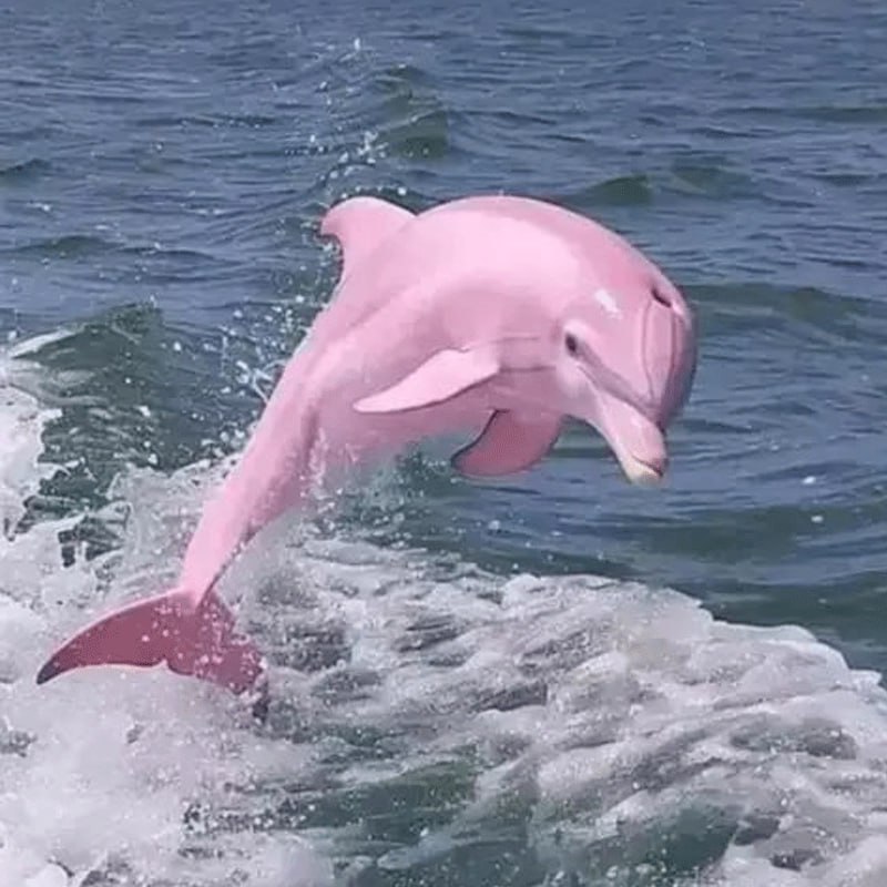 Pinky: Dive into the vibrant world of MEME Coins inspired by Pinky the Albino Dolphin