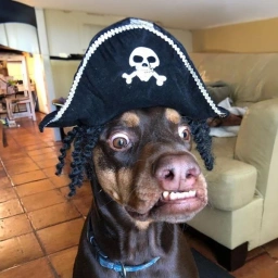 PIRATE Coin: Join Pirate Dog's MEME Coin adventure, treasure & laughs ahoy!