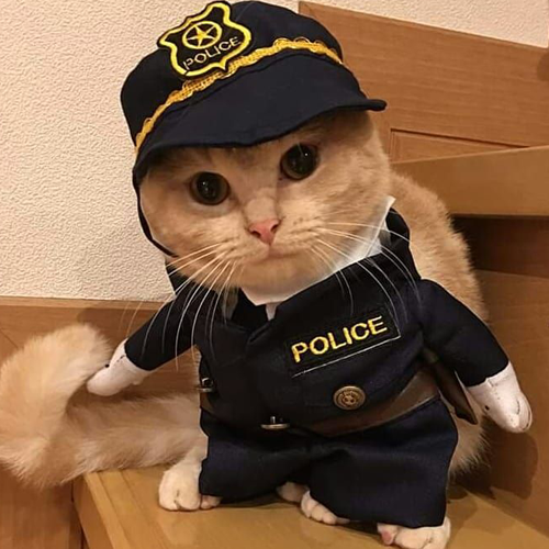 COPCAT Coin: The MEME Coin Enforcing the Law on SOL with Police Cat