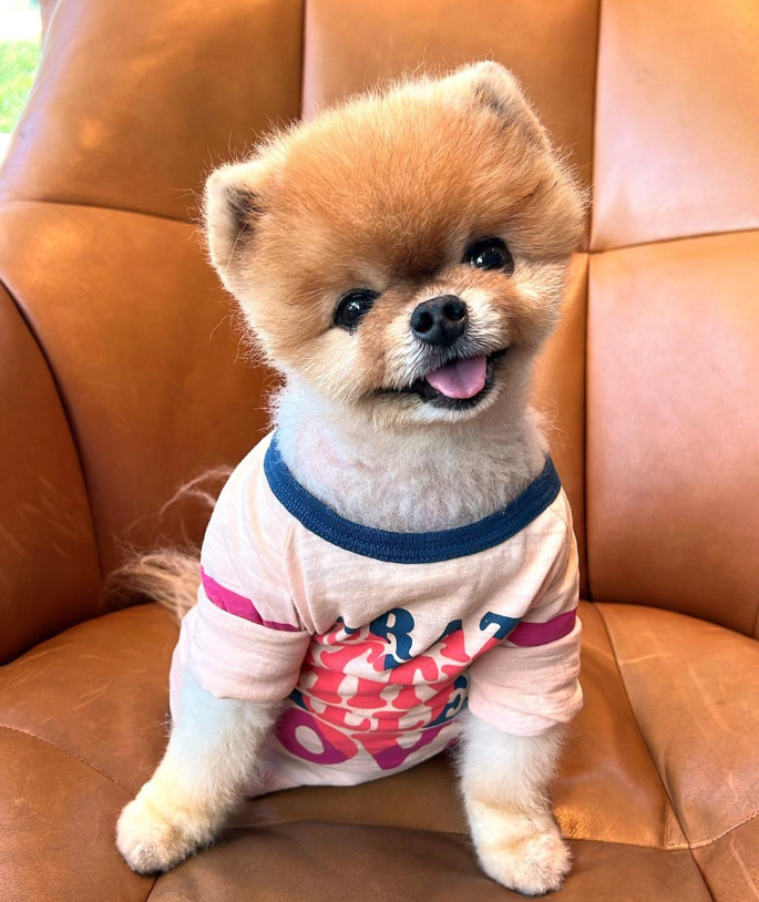 POM Coin: The Cutest MEME Coin Inspired by Jiffpom the Dog Influencer