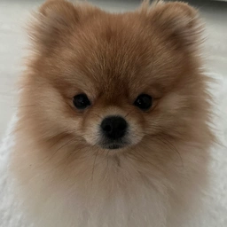 POOKIE Coin: Pookie the Pom MEME Coin - Invest in the Cutest Coin Today!