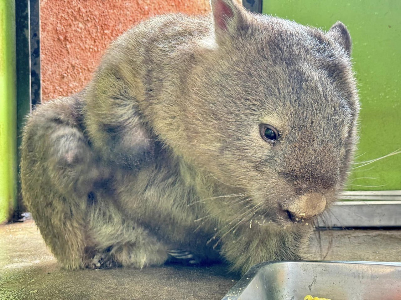 POOKPIK: The Ultimate MEME Coin Inspired by Your Favorite Wombat