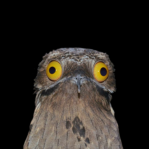 POTOO: The Wide-Eyed Wonder & MEME Coin Name Coin