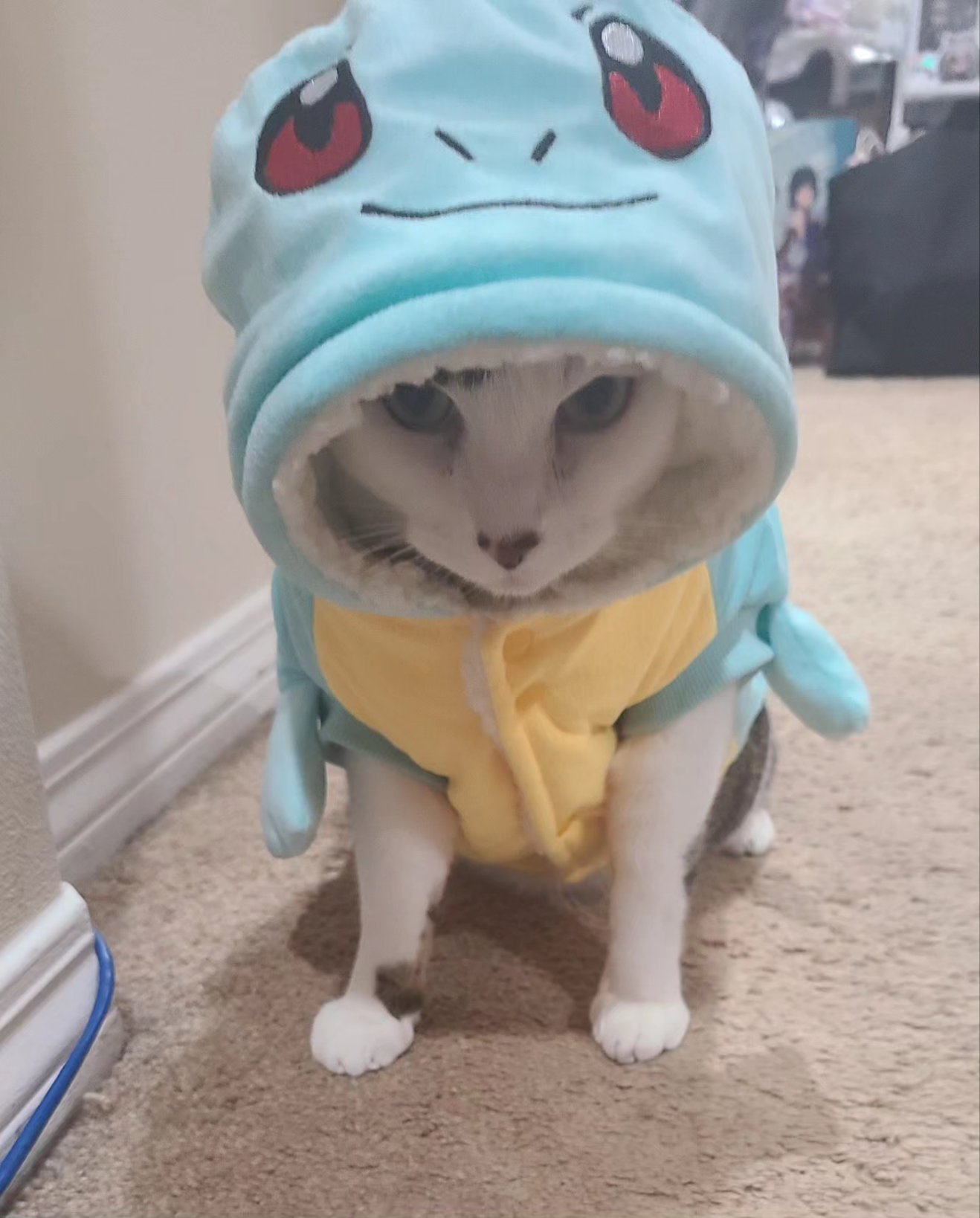 PURRTLE Coin: Squirtle Cat meme Coin is back, stronger than ever!