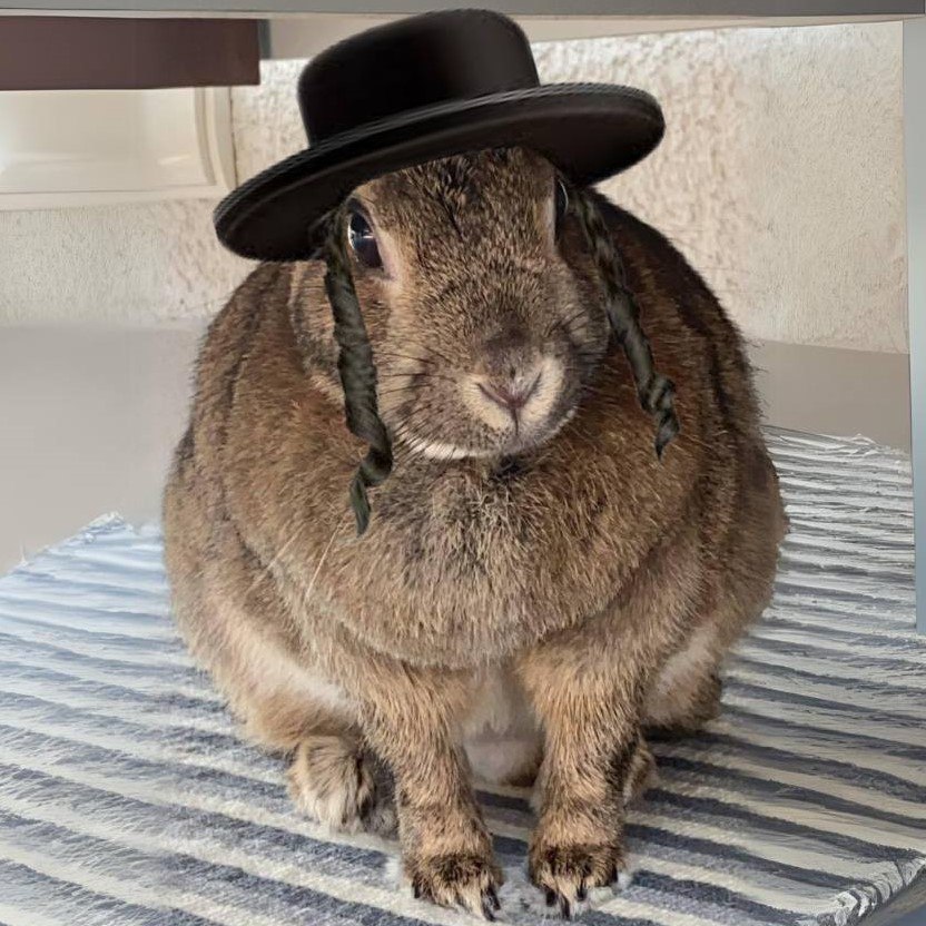 RABBI Coin: A Meme Coin Rabbit with Humor – Hop into MEME is Game!