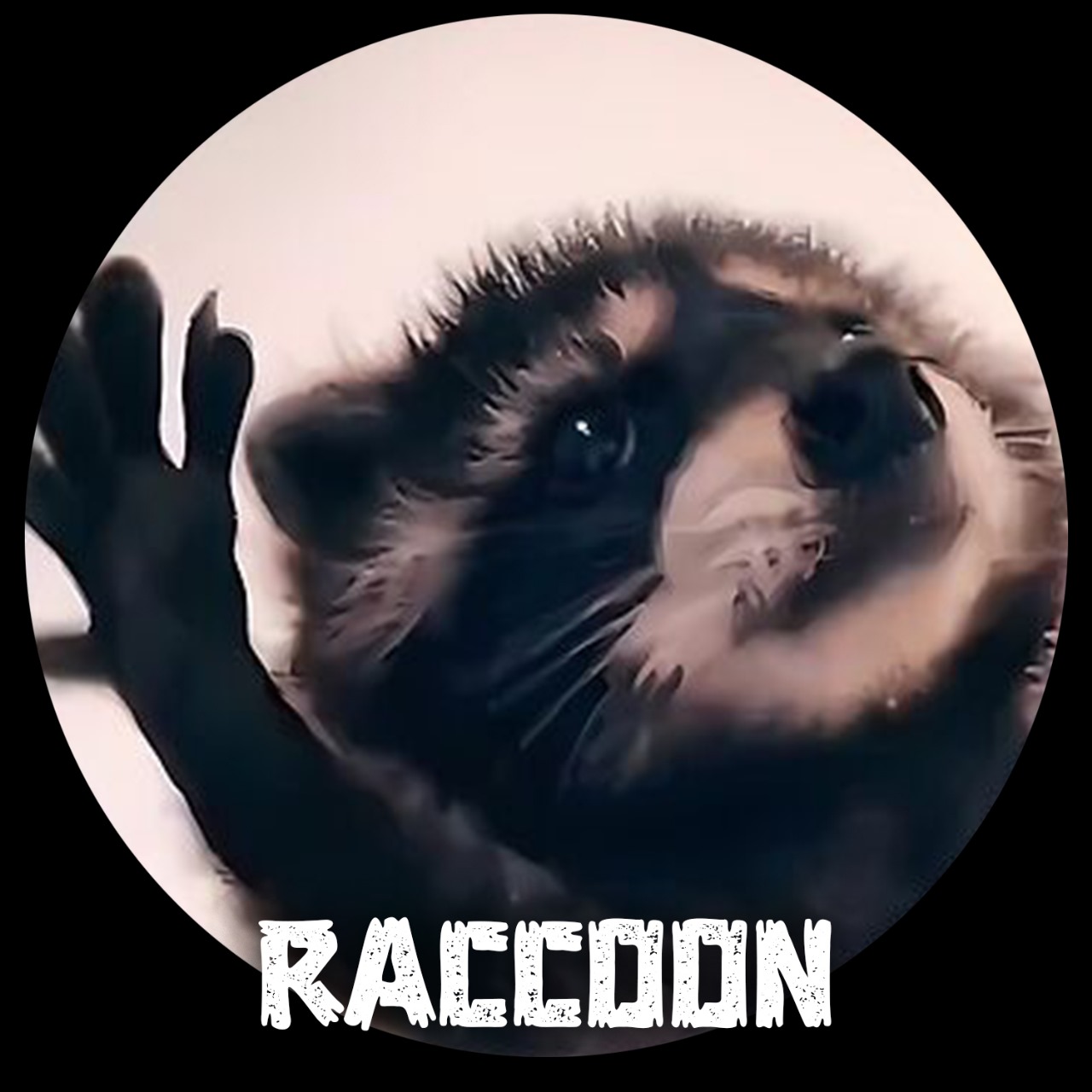 RACCOON Coin: Pedro's Crypto Adventure with MEME Coin