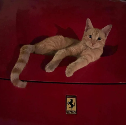 Rari Coin: Ferrari Cat MEME Coin Unleashing the Latest MEME Coin Sensation