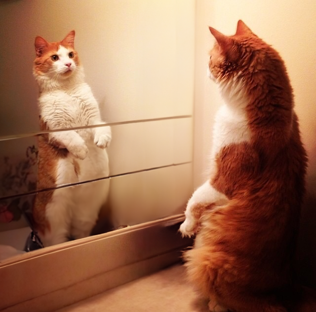 REFLECT Coin: Discover Reflect Cat - The Latest MEME Coin Sensation!