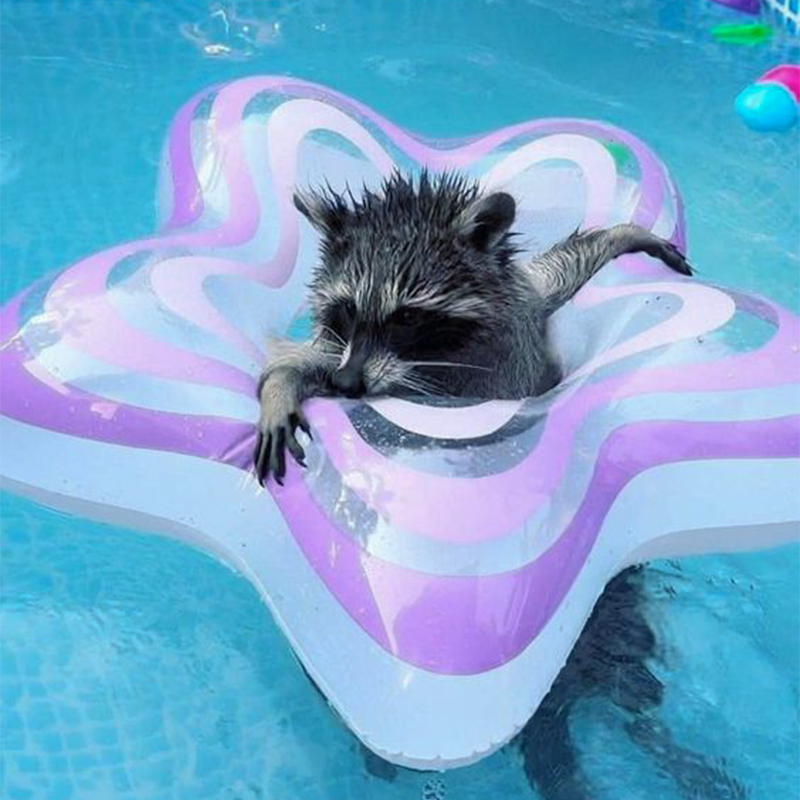 relax Coin: Embrace Chill with the Coolest MEME Coin 'relaxing raccoon'