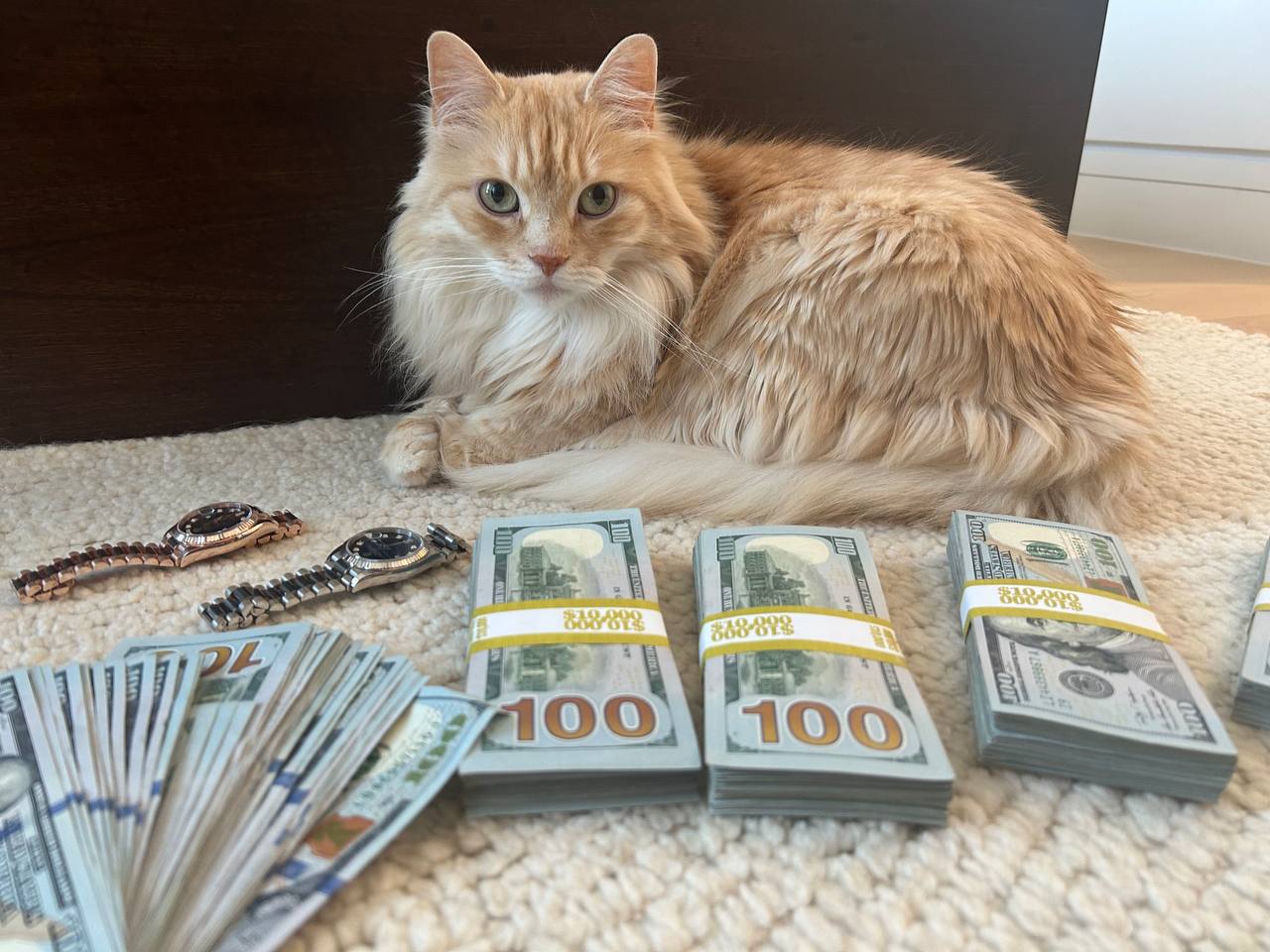 Rich Cat: New York's Luxury Meme Coin – Hold and Ride Rich Cat Coin