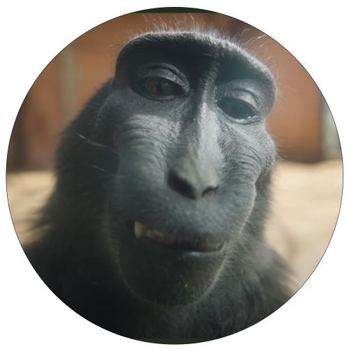 RIZZ MONKEY: RIZZ MEME Coin - Unleash Your Swagger with RIZZ Coin