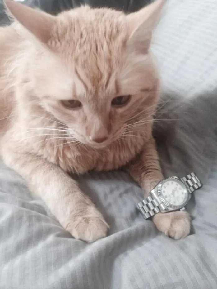 ROLLY Coin: The MEME Coin Cat with a Rolex on Solana - Get $ROLLY Now!