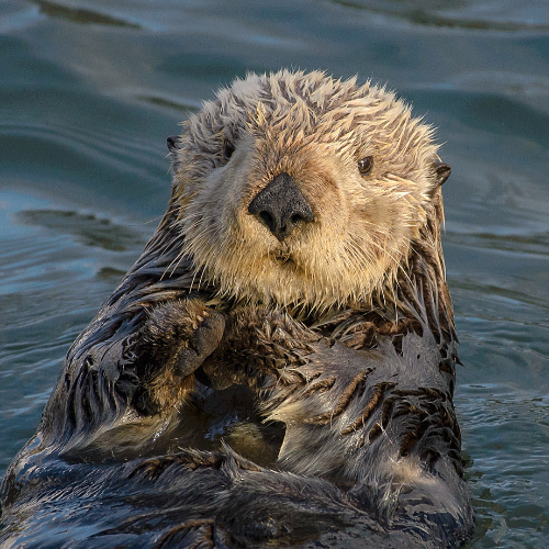 ROSA Coin: The Famous Sea Otter MEME Coin at Best MEME Coin