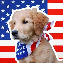 SAM Coin: The Official Dog of America and MEME Coin Trend