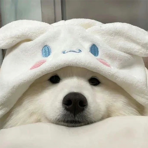 SAMOYED Coin: The Cutest MEME Coin Endorsed by Samoyed Dog!