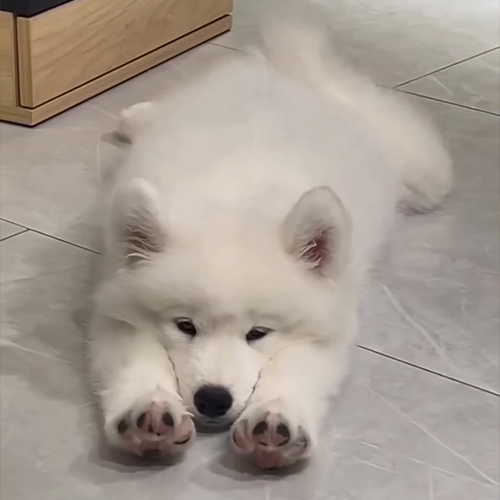 SAMOYED Coin: The Cutest Samoyed Dog MEME Coin on Solana