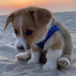 SANDY Coin: Join Sandy The Corgi MEME Coin & Ride the Wave!