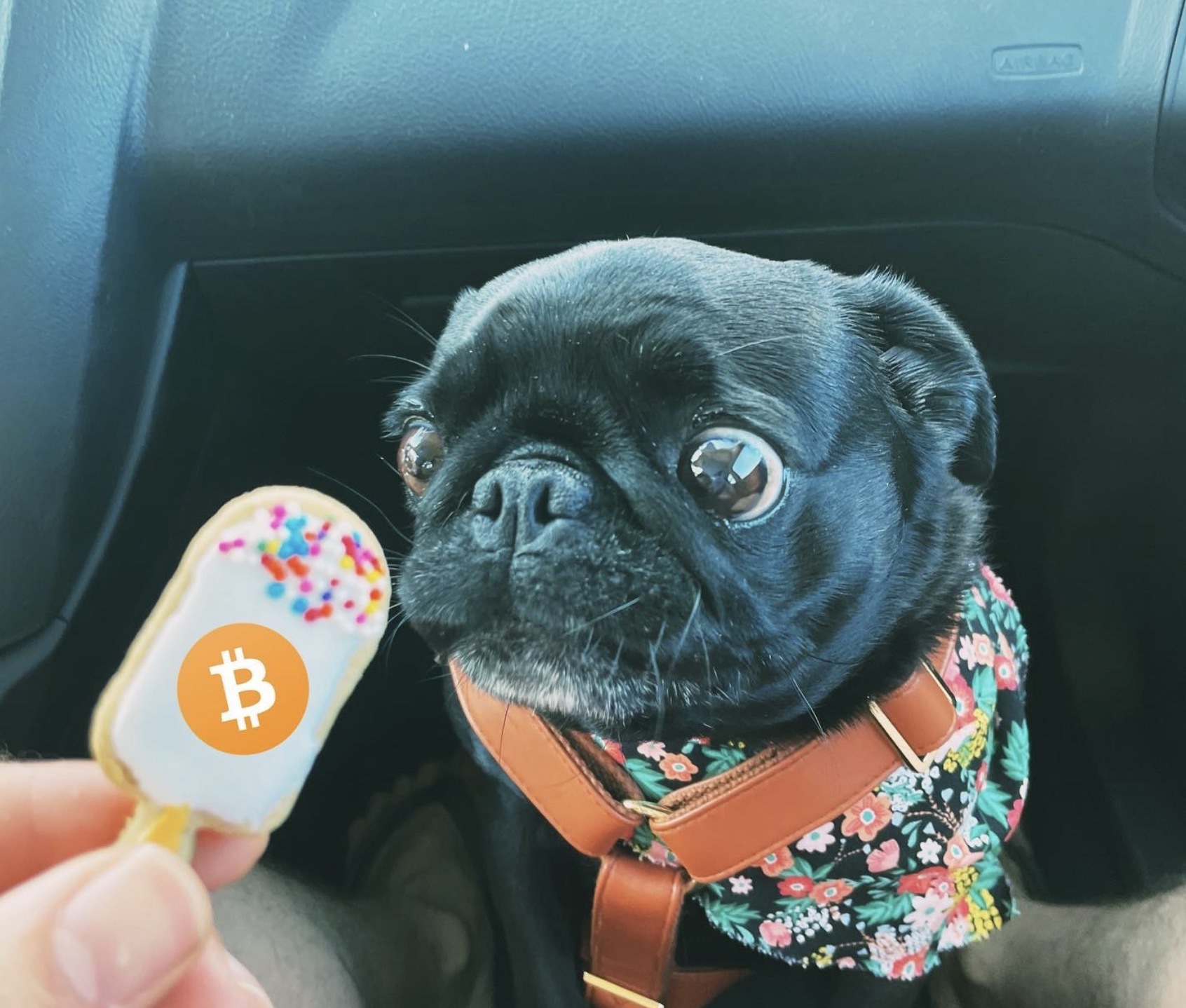 Satoshi MEME Coin: First Dog on the Blockchain, Making Waves with Unique Features and Promising Potential