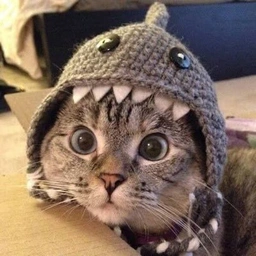 SC Coin: Shark Cat MEME Coin - Swim with Cool Cats in Crypto Sea!