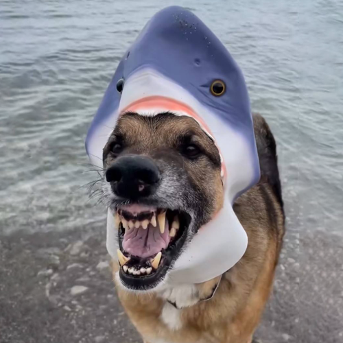 SD Coin: The Shark Dog MEME Coin Making Waves in the Crypto Ocean