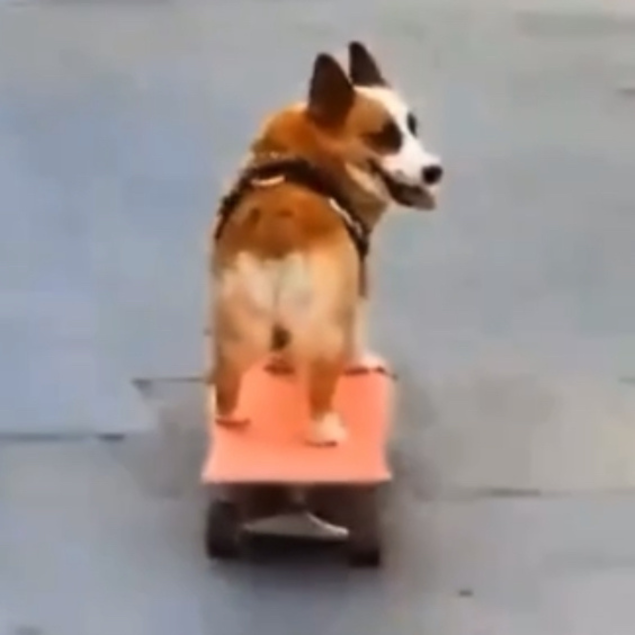 SDOG Coin: The Ultimate MEME Coin with a Skateboarding Dog