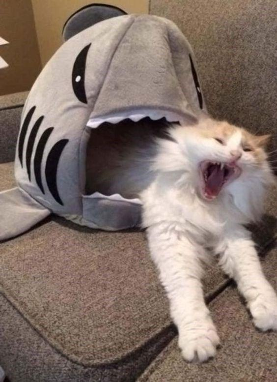 SEC Coin: Shark Eat Cat MEME Coin – Fun, Fierce, and Innovative