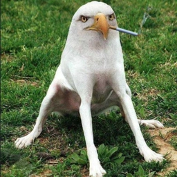 SED Coin: Unleash MEME Power with Smoking Eagle Dog - The SED Coin