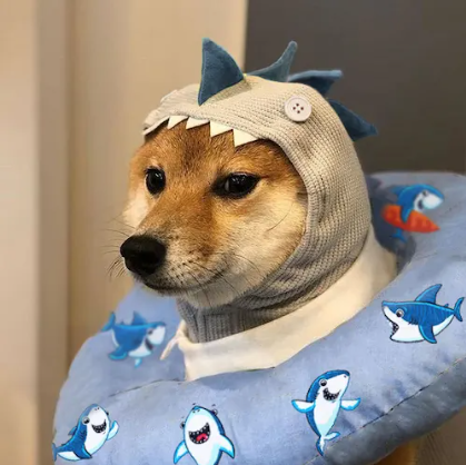 SHARK INU Coin: Dive into MEME Coin Danger with Bold SHARK Coin