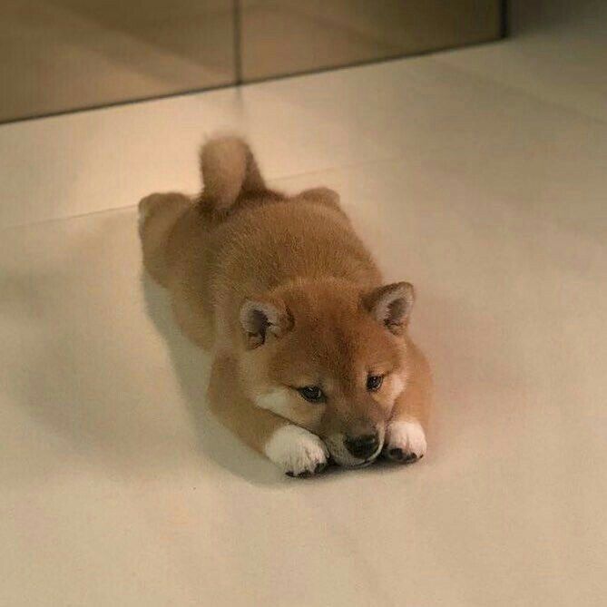 SHIBBY Coin: Join the MEME Coin Revolution and Make Shibas Great Again!