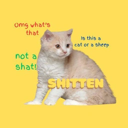 Shitten: MEME Coin chaos – Dive into Shitten the Sheep Cat Coin