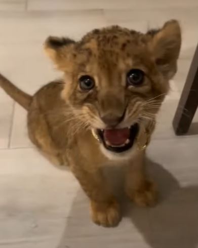 SIMBA Coin: The Cutest Lion Cub in MEME Coin, Roar into the Future!