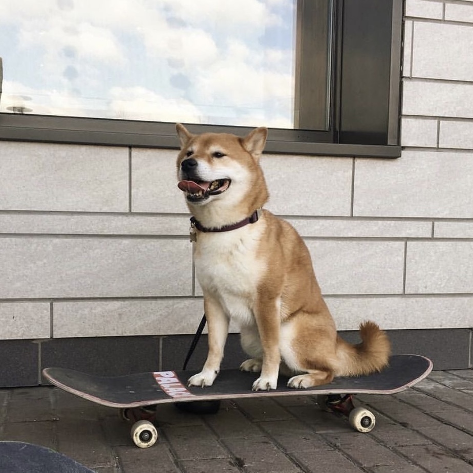 SKATE Coin: Ride the wave with SKATEBOARD INU, the MEME Coin pup!