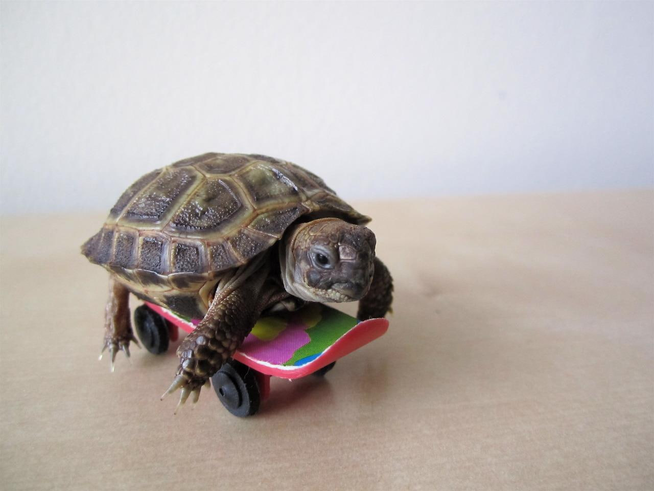 Skurtle Coin: MEME Coin with a Skating Turtle on a Skateboard!