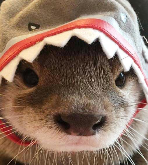 SO Coin: Dive into Shark Otter MEME Coin – Playful, Vibrant, Collectible