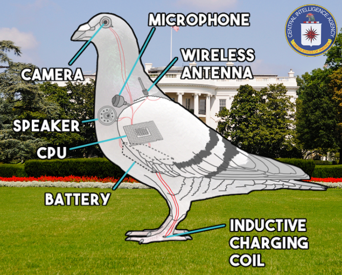 SPY Coin: Government Pigeon MEME Coin - SPY Coin is Watching!