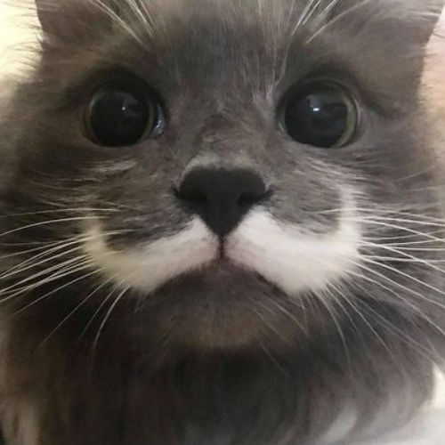 STASHY Coin: Mustache Cat, the quirkiest MEME Coin on Solana