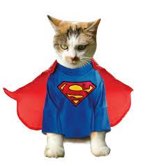 SUPERCAT Coin: The Next Big MEME Coin Adventure Full of Fun and Rewards!