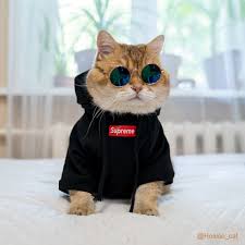 $Supreme Coin: Supreme Cat MEME Coin revolution begins, surpass all others!