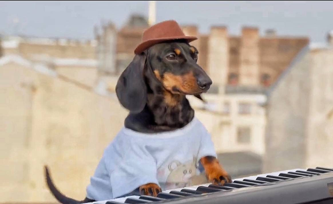 Swag: The Ultimate MEME Coin with Viral Keyboard Dog