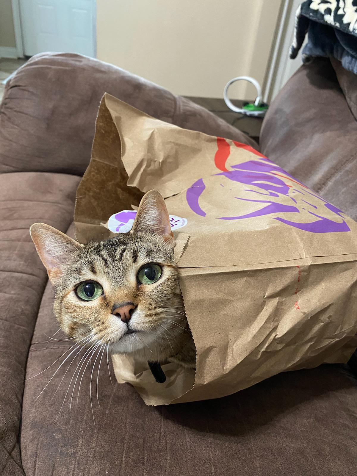 TacoCat Coin: MEME Coin Taco Bag Cat - TacoCat in the Bag!