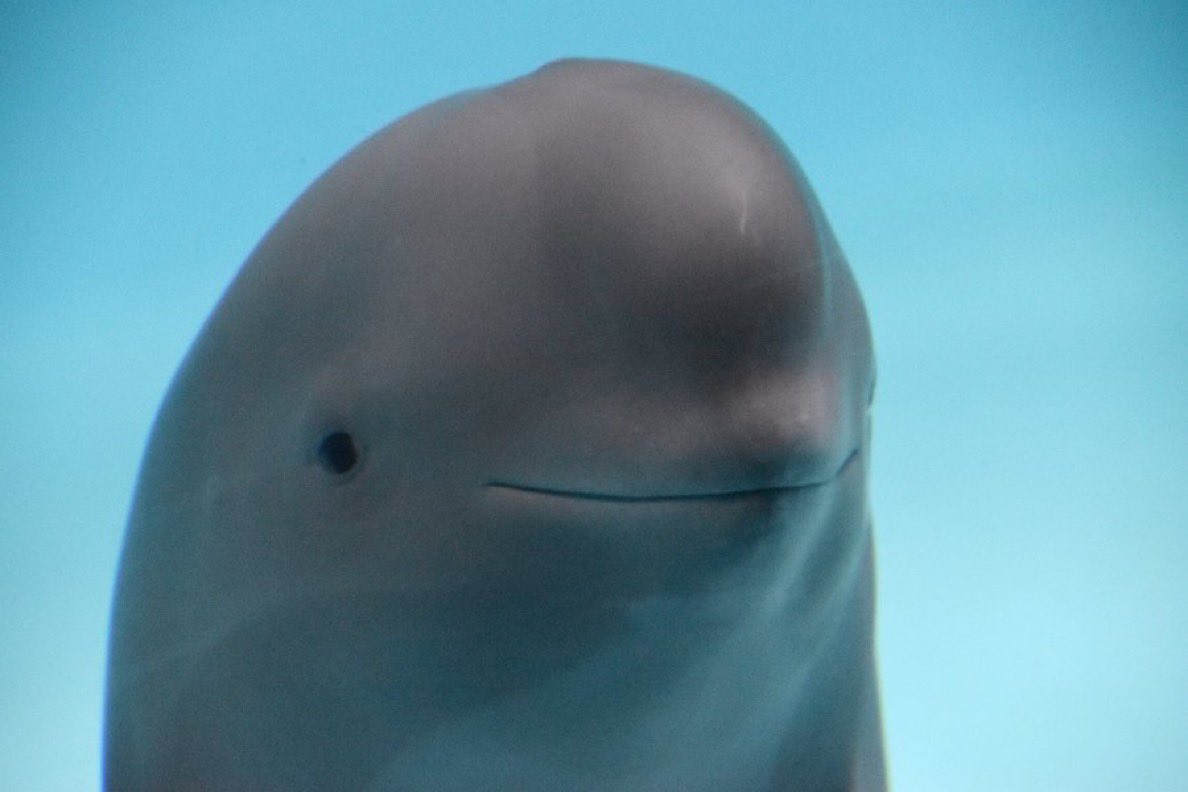 TaoTao MEME Coin: Celebrating Tao Tao, the First Yangtze Finless Porpoise