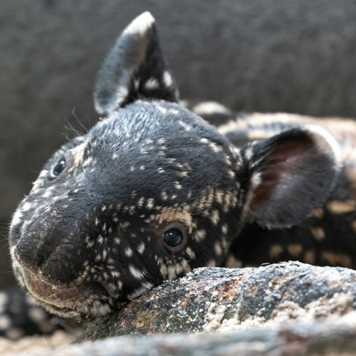 Tapir MEME Coin: Celebrating Malayan Tapir's Rare Birth at Zoo Miami