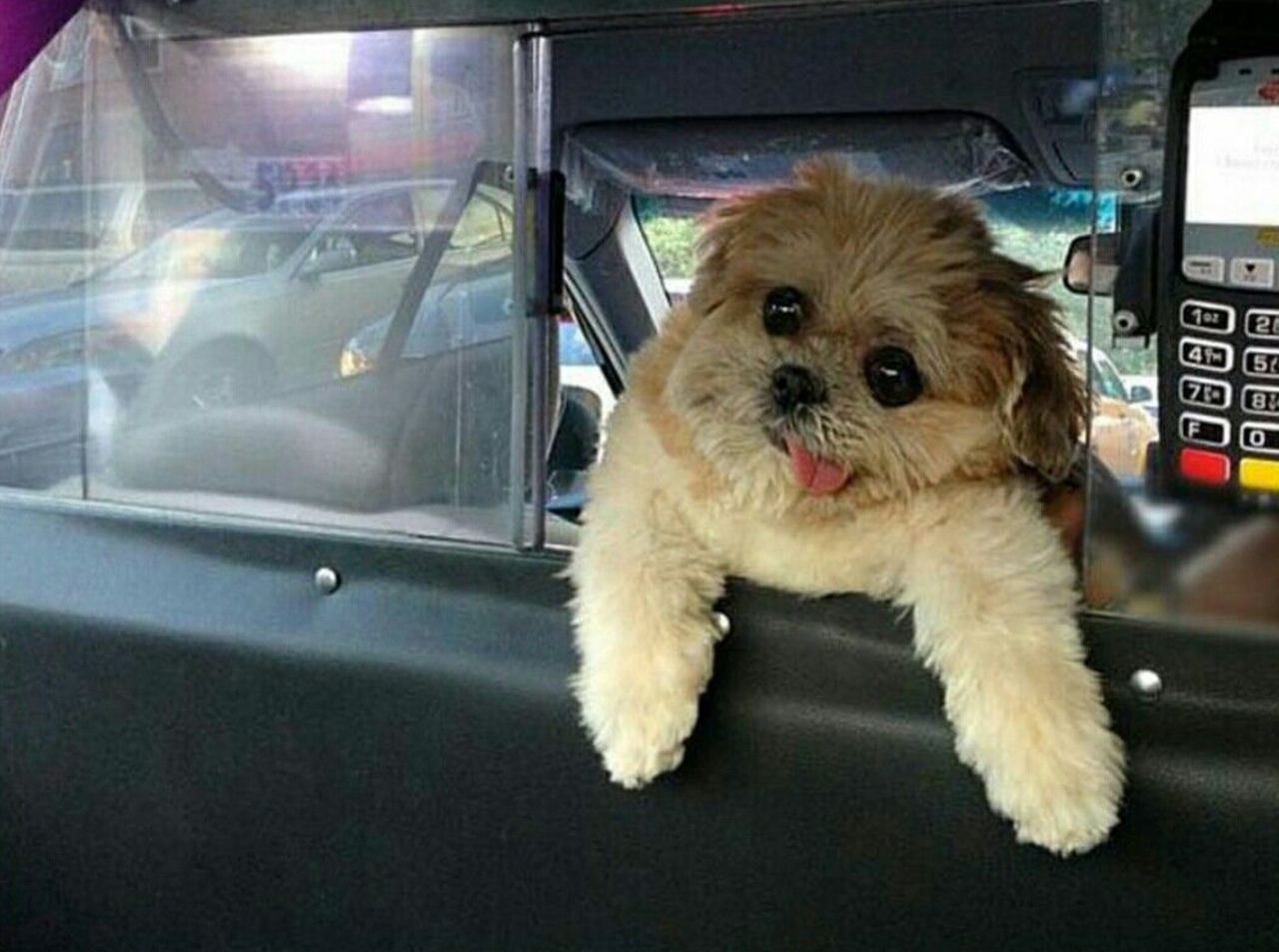 Taxi Coin: MEME Coin Taxi Dog Drives the Solana Blockchain Trend