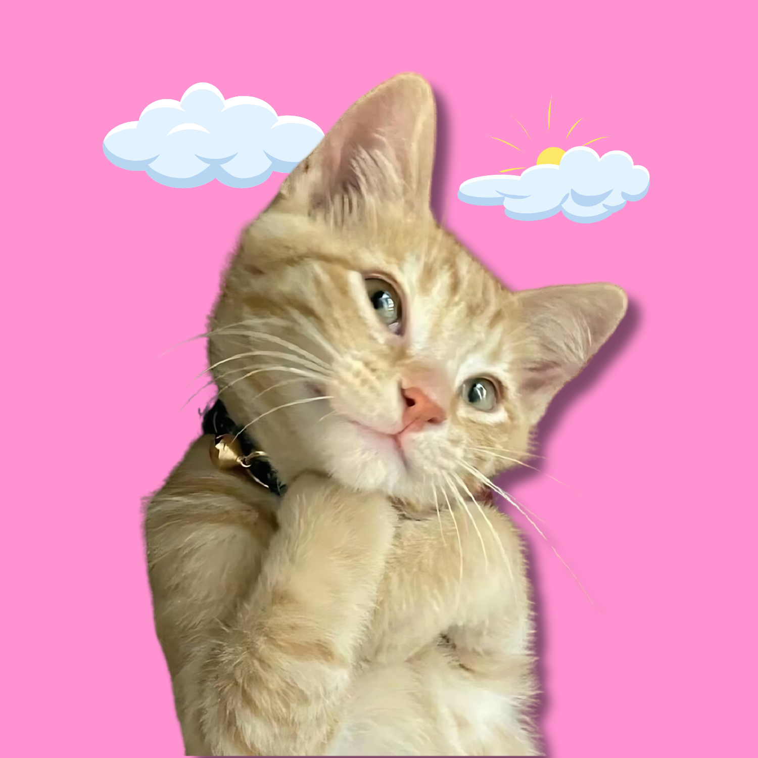 TBH Coin: To Be Honest Cat MEME Coin with a 90's Kitty & Honesty