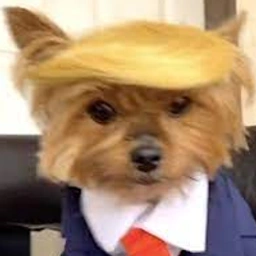 TDOG Coin: Join the MEME Coin Craze with Trump Dog CTO!