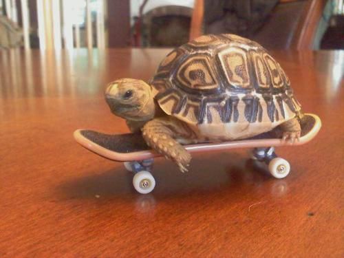 TDT: TechDeckTurtle - The Ultimate MEME Coin for Skateboarding Turtles!