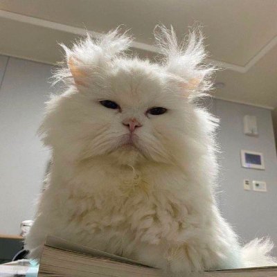 $tigi Coin: The MEME Coin from Bed Hair Cat – Fix Every Bed Head Day!