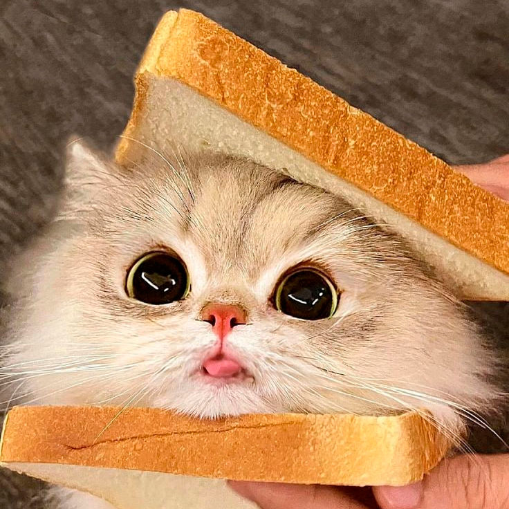 TOSTI Coin: The Cutest Big-Eyed Sandwich Cat MEME Coin! Join the Trend